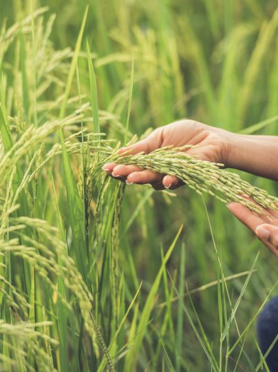 farmer-holds-rice-hand-min