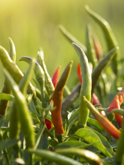 red-chilli-peppers-organic-garden-farm (1)-min
