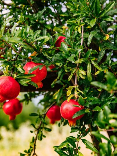 red-ripe-pomegranates-on-the-tree-in-the-garden-in-2021-08-26-16-01-17-utc-min